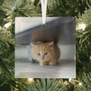Cutest Baby Animals   Fluffy Orange Kitten Glass Ornament