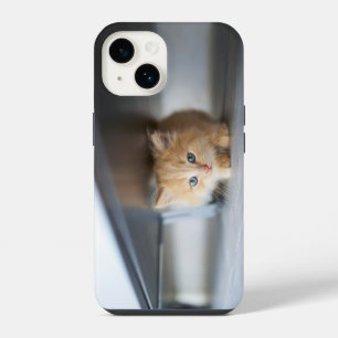 Cutest Baby Animals Fluffy Orange Kitten iPhone 14 Case