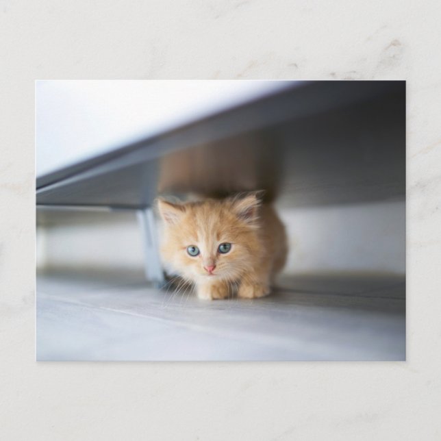 Cutest Baby Animals | Fluffy Orange Kitten Postcard (Front)