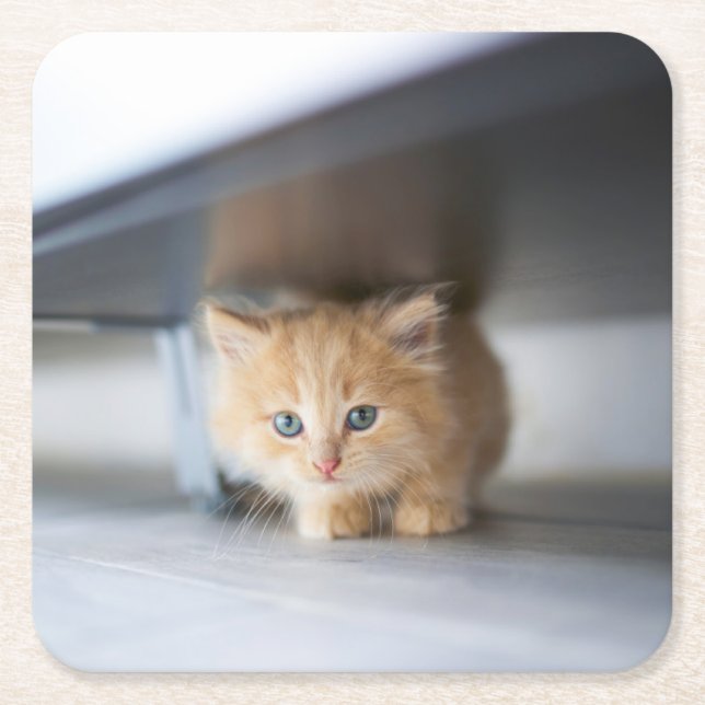 Cutest Baby Animals | Fluffy Orange Kitten Square Paper Coaster (Front)
