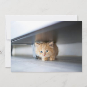 Cutest Baby Animals   Fluffy Orange Kitten Thank You Card