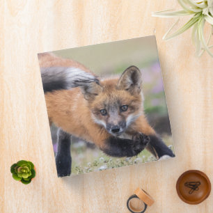 Cutest Baby Animals Fox Pups at Play Binder