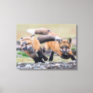 Cutest Baby Animals   Fox Pups at Play Canvas Print