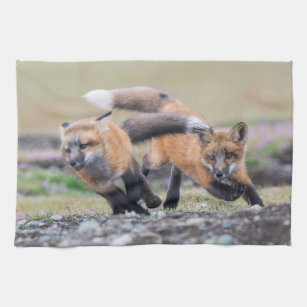 Cutest Baby Animals   Fox Pups at Play Kitchen Towel