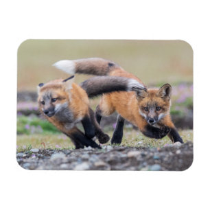 Cutest Baby Animals Fox Pups at Play Magnet