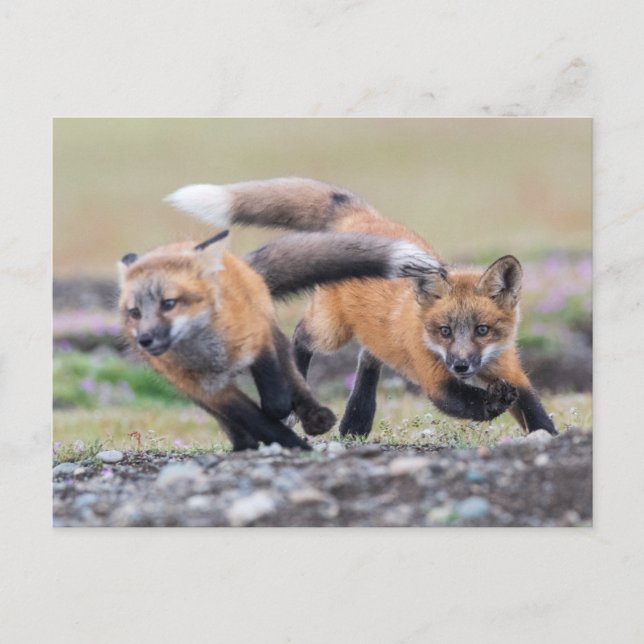 Cutest Baby Animals | Fox Pups at Play Postcard (Front)