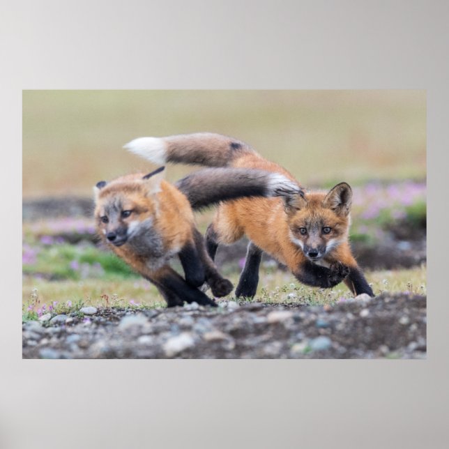 Cutest Baby Animals | Fox Pups at Play Poster (Front)