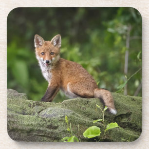 Cutest Baby Animals Foxy Smile Coaster