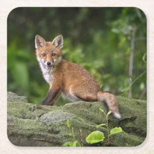 Cutest Baby Animals Foxy Smile Square Paper Coaster