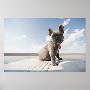 Cutest Baby Animals   French Bulldog Boating Poster