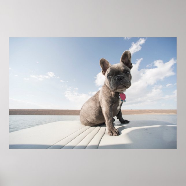 Cutest Baby Animals | French Bulldog Boating Poster (Front)