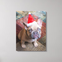 Cutest Baby Animals | French Bulldog Christmas