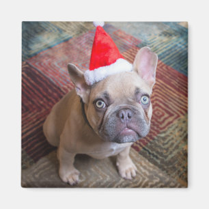 Cutest Baby Animals   French Bulldog Christmas Magnet