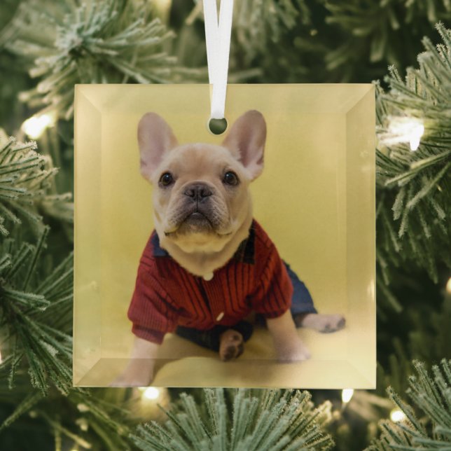 Cutest Baby Animals | French Bulldog Dressed Glass Ornament (Insitu)