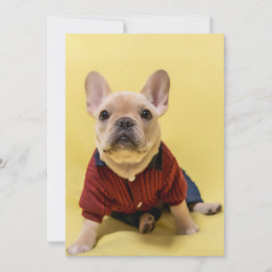 Cutest Baby Animals   French Bulldog Dressed Thank You Card