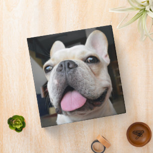 Cutest Baby Animals   French Bulldog Face Binder