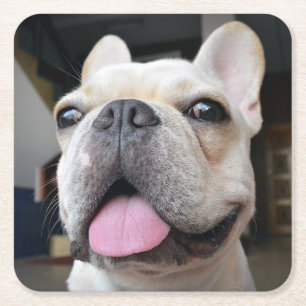 Cutest Baby Animals   French Bulldog Face Square Paper Coaster