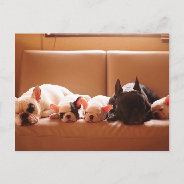 Cutest Baby Animals | French Bulldog Family Postcard (Front)