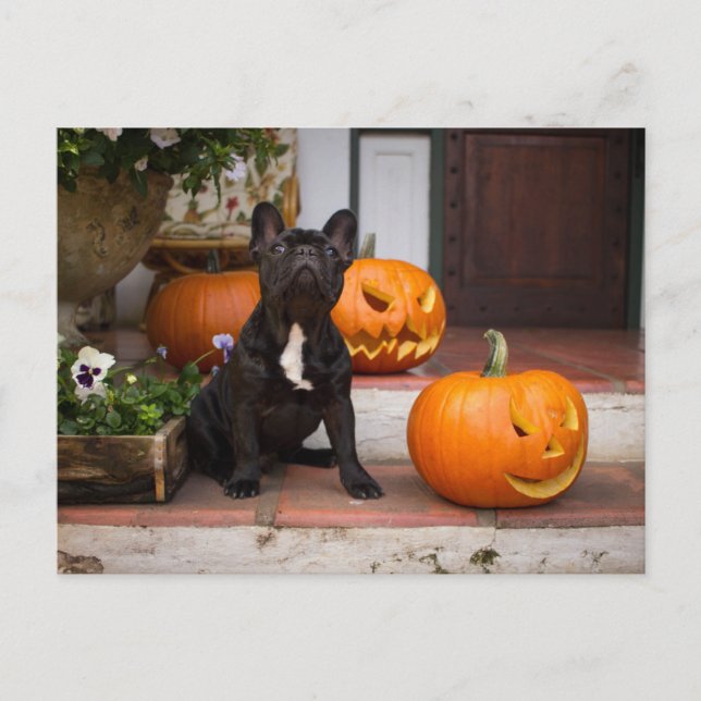 Cutest Baby Animals | French Bulldog Halloween Postcard (Front)