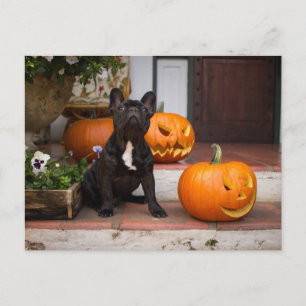 Cutest Baby Animals French Bulldog Halloween Postcard
