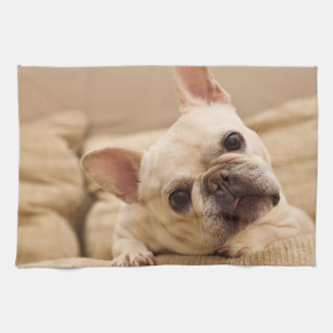 Cutest Baby Animals   French Bulldog Head Tilt Kitchen Towel