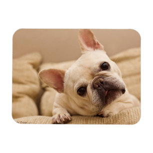 Cutest Baby Animals French Bulldog Head Tilt Magnet