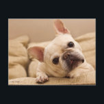 Cutest Baby Animals | French Bulldog Head Tilt Postcard<br><div class="desc">This cute Getty Images photo features a French Bulldog with a head tilt.</div>