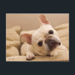 Cutest Baby Animals | French Bulldog Head Tilt Postcard<br><div class="desc">This cute Getty Images photo features a French Bulldog with a head tilt.</div>