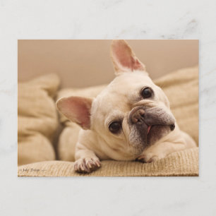 Cutest Baby Animals   French Bulldog Head Tilt Postcard