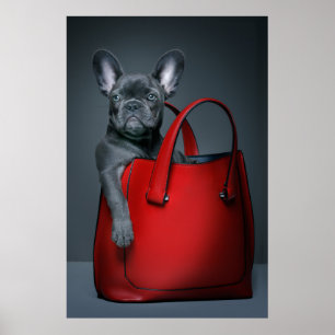Cutest Baby Animals   French Bulldog in Handbag Poster