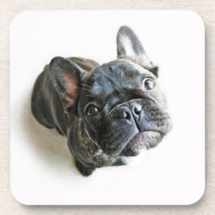 Cutest Baby Animals French Bulldog Look Up Coaster