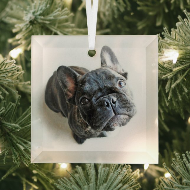 Cutest Baby Animals | French Bulldog Look Up Glass Ornament (Insitu)