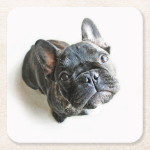 Cutest Baby Animals   French Bulldog Look Up Square Paper Coaster