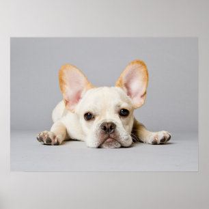 Cutest Baby Animals   French Bulldog Lying Down Poster
