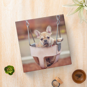 Cutest Baby Animals   French Bulldog Playground Binder
