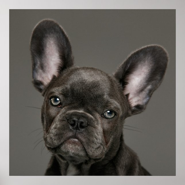 Cutest Baby Animals | French Bulldog Poster (Front)