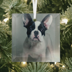 Cutest Baby Animals   French Bulldog Puppy Glass Ornament