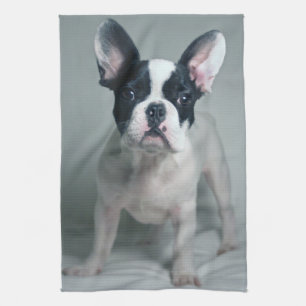 Cutest Baby Animals   French Bulldog Puppy Kitchen Towel