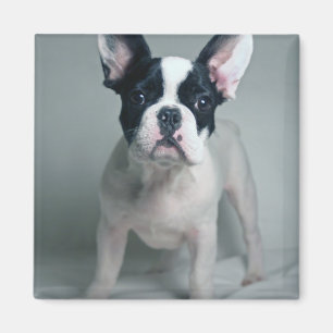 Cutest Baby Animals French Bulldog Puppy Magnet