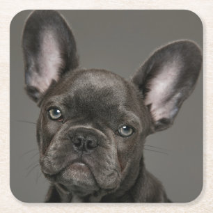 Cutest Baby Animals   French Bulldog Square Paper Coaster