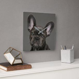 Cutest Baby Animals   French Bulldog Square Wall Clock