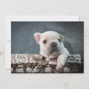 Cutest Baby Animals   French Bulldog Thank You Card