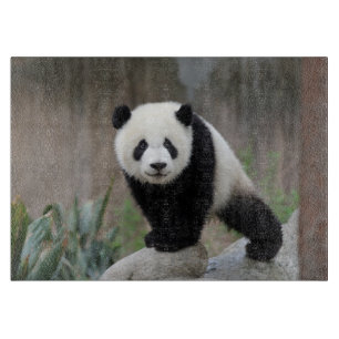 Cutest Baby Animals   Giant Panda Baby Cutting Board