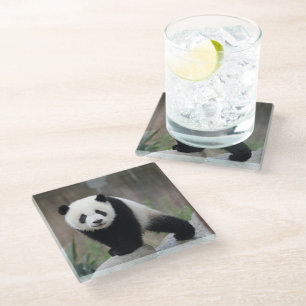 Cutest Baby Animals Giant Panda Baby Glass Coaster