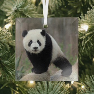 Cutest Baby Animals   Giant Panda Baby Glass Ornament