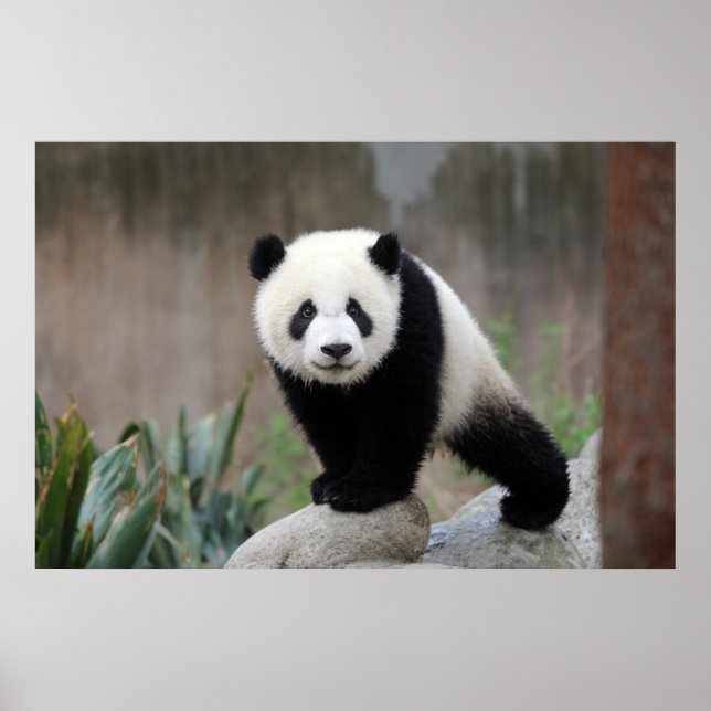 Cutest Baby Animals | Giant Panda Baby Poster (Front)