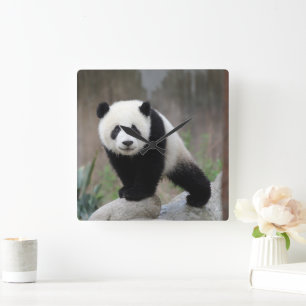 Cutest Baby Animals   Giant Panda Baby Square Wall Clock