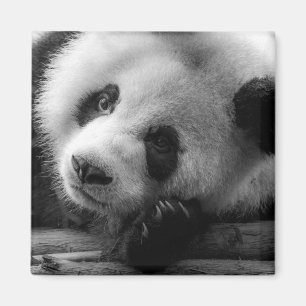 Cutest Baby Animals Giant Panda Bear Cub Magnet
