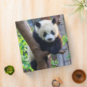 Cutest Baby Animals Giant Panda Cub Binder
