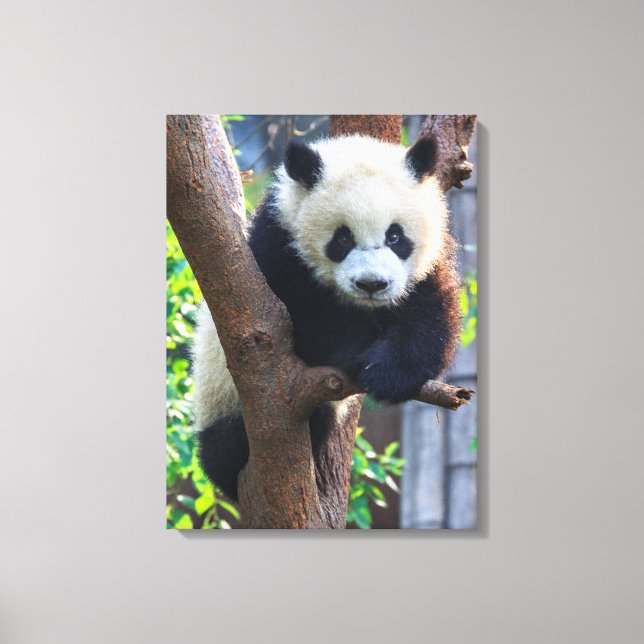 Cutest Baby Animals | Giant Panda Cub Canvas Print (Front)